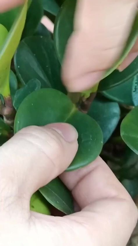 Grafting Plants, Plant Care Houseplant, Flowers Gardening, Plant Hacks, Gardening Hacks, Inside Plants, Gardening Flowers, Growing Plants Indoors, Low Light Plants