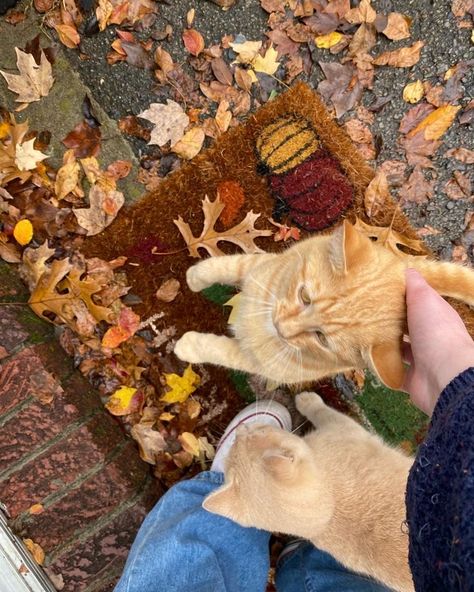 Folk Fall Aesthetic, Fall Tumblr Aesthetic, Fall Recipes Apple, Fall Cat Aesthetic, Fall Aesthetic Pics, Fall Aethestic, Fall Aesthetic Home, Cute Fall Aesthetic, Fall Aesthetic Cozy