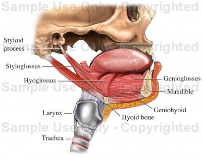 GLOSSES TONGUE MUSCLES Tongue Anatomy, Tongue Muscles, Myofunctional Therapy, Human Body Science, Dental Assisting, Skull Anatomy, Dental Anatomy, Basic Anatomy And Physiology, Medicine Student