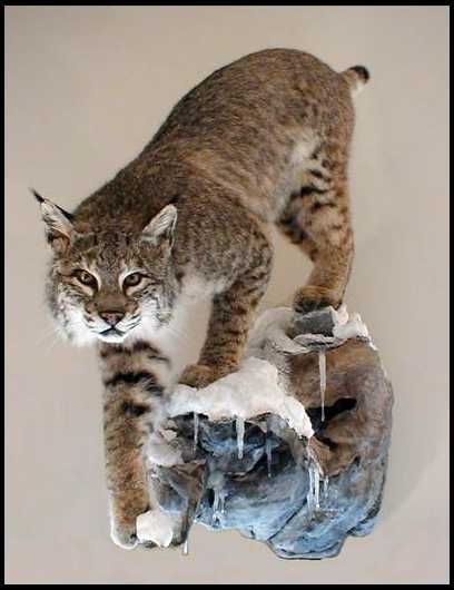 17 Best images about Mounts on Pinterest | Wall mount, Deer mounts and  Pedestal Bobcat Taxidermy Mounts, Bobcat Mounts Taxidermy, Taxidermy Decor Interior Design, Taxidermy Decor Living Room, Taxidermy Art Weird, Bobcat Taxidermy, Coyote Mounts, Bobcat Mounts, Funny Taxidermy