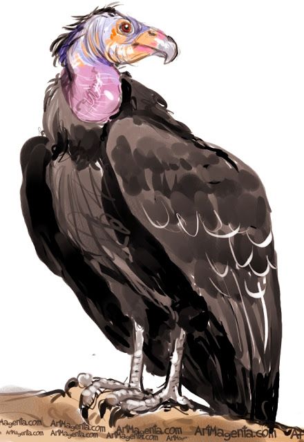 California Condor Vulture Bird Art, California Condor Tattoo, Condor Bird, California Condor, Creepy Animals, Moody Art, Bird Paintings, Bird Drawing, Baby Room Art