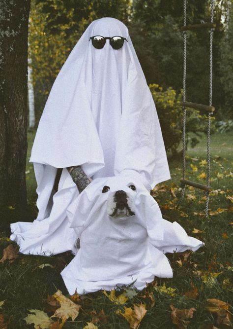 Funny Halloween ghost photoshoot with dog Pet Halloween Photoshoot, Dog Ghost Photoshoot, Dog Halloween Photoshoot, Halloween Dog Photoshoot, Halloween Ghost Photoshoot, Ghost Shoot, Photoshoot With Dog, Sheet Photoshoot, Ghost Sheet