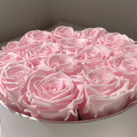 Light Pink Roses Aesthetic, Pink Roses Aesthetic, Barbie Lifestyle, Light Pink Roses, Suede Box, Roses Aesthetic, Aesthetic Widget, Inspiration Tattoos, Happy October