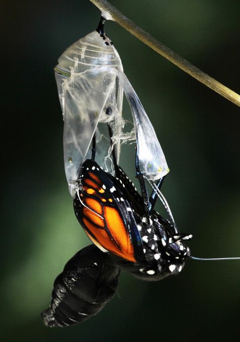 All of Nature: Monarch Butterfly Emerging From Chrysalis Butterfly Emerging From Chrysalis, Butterfly Breaking Out Of Cocoon, Monarch Butterfly Caccoon, Butterfly Out Of Cocoon, Butterfly Leaving Cocoon, Butterfly From Cocoon, Butterfly In Cocoon, Butterfly Coming Out Of Cocoon, Butterfly Emerging From Cocoon