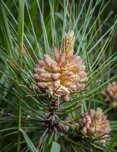 Edible Playdoh, Pine Pollen, Spruce Tips, Butter Honey, Food Medicine, Pollen Allergies, Sweet Meat, Bee Pollen, Honey Recipes