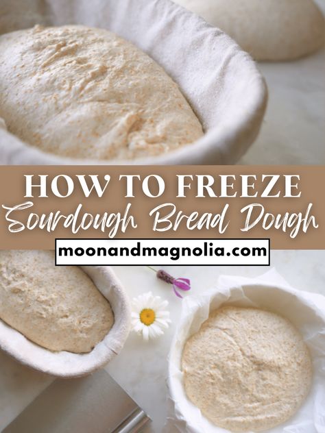 Can you freeze sourdough bread dough? Yes, but how you freeze and bake it will determine the quality of your bread. Learn how to properly freeze and bake your dough so you can have delicious, fresh bread on demand. Can You Freeze Sourdough Bread Dough, Freeze Sourdough Dough, Freezing Sourdough Bread Dough, How To Freeze Bread Dough, Freezing Sourdough Bread, Freeze Sourdough Bread, Freezing Bread Dough, Sourdough Basics, Freezing Bread