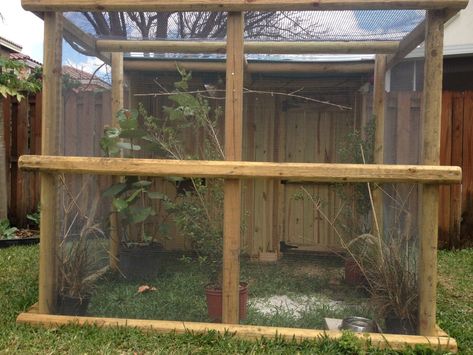 Pheasant Coop Pens, Pheasant Run Ideas, Pheasant Pen Ideas, Pheasant Enclosures, Pheasant Coop, Pheasant Pen, Raising Pheasants, Red Golden Pheasant, Duck Pen