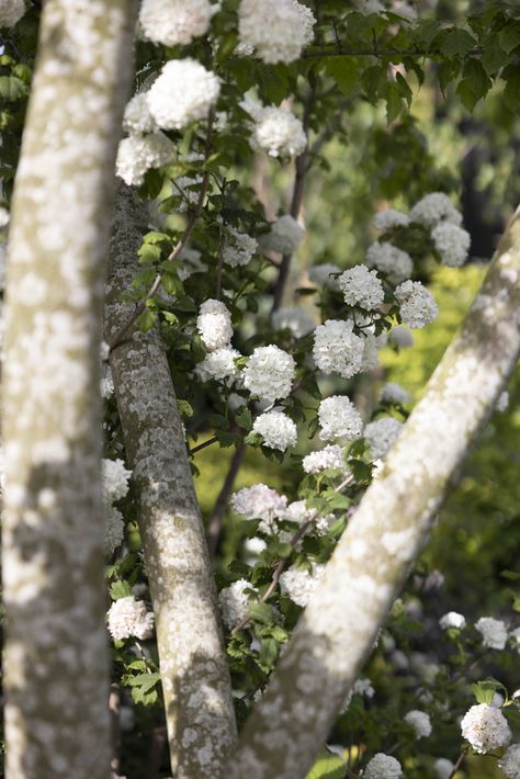 Whatever the garden, whatever the soil, a viburnum will work. These shrubs are the perfect all-rounders coming in a wide range of colours, shapes and flowering months. Besides their flowers, they also produce gorgeous berries, providing colour for you and food for birds.   ⭐ Here are 5 of our favourite ever viburnums ⭐ 🤍 Viburnum opulus 'Roseum' 💙 Viburnum davidii 💖 Viburnum plicatum f. tomentosum 'Pink Beauty' 💖 Viburnum × bodnantense 'Dawn' 🤍 Viburnum tinus Viburnum Davidii, Viburnum Bodnantense, Viburnum Opulus Roseum, Viburnum Plicatum, Viburnum Opulus, Plant Collection, The Soil, Plant Sale, Winter Colors