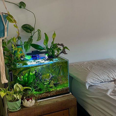 Less noise more green 🌱 #plants #aquarium #plantsaesthetic Astetic Fish Tank Ideas, Cute Fish Tanks, Salt Water Aquarium, Aquarium Plants, Home Aquarium Aesthetic, Fish Aquarium, Small Aesthetic Fish Tank, Beta Tank, Dark Academia Fish Tank