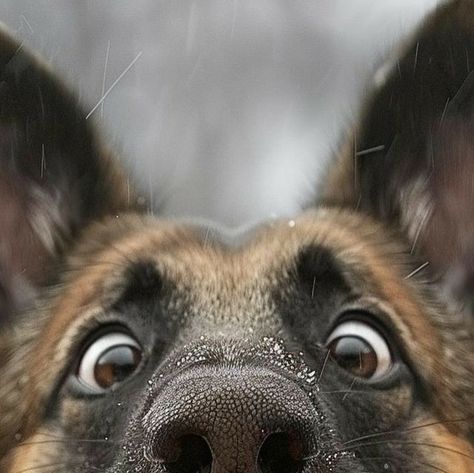 Dog Nose Photography, Cute Funny Animals Photos, Dog Pics Aesthetic, Animal Eyes Photography, Dog Photography Ideas, Funny Pets Pictures, Dogs Nose, Funny Dog Art, Dog Photoshoot Pet Photography