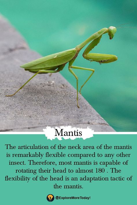 Amazing Facts About Mantis Fact Of The Day, Daily Facts, Did You Know Facts, Real Facts, Knowledge Is Power, Amazing Facts, True Facts, Life Facts, General Knowledge