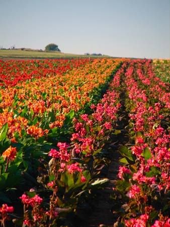 The farm has grown to over 150-acres and has the highest quality of canna bulbs in the industry. Places To Visit In Oklahoma, Things To Do In Oklahoma, Canna Bulbs, Oklahoma Travel, Oklahoma History, Travel Oklahoma, Carnival Rides, Beautiful Farm, All I Ever Wanted