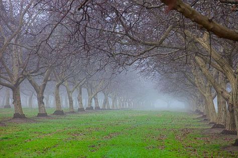 walnuts in fog Walnut Orchard, Farm Living, Walnut Tree, New Farm, Farms Living, Summer Landscape, The Fog, Sense Of Place, Farm Gardens