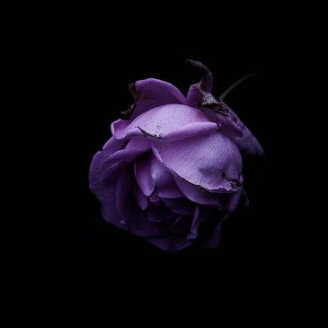 Purple Rose Aesthetic, Ashes Aesthetic, Citation Aesthetic, Dark Spring, A Little Bit Dramatic, Ethereal Nature, Light Purple Wallpaper, Violet Aesthetic, Rose Aesthetic