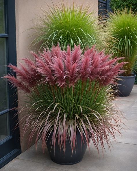 11 Best Ornamental Grasses For Pots Low Ornamental Grasses, Potted Landscape Ideas Front Yard, Non Plant Landscaping Ideas, Hardy Outdoor Potted Plants, Curb Appeal With Potted Plants, Potted Ornamental Grasses, White Birch Trees Landscaping, Plants For Pots Outdoors Full Sun, Front Patio Landscaping Ideas