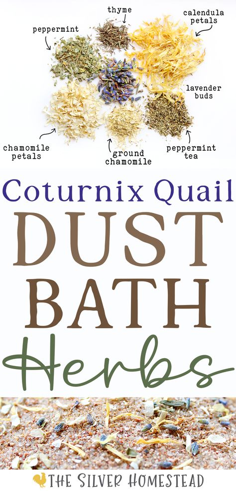 a blend of dried chamomile, calendula, lavender bud, thyme and peppermint flowers and herbs on a white background with text that reads coturnix quail dust bath nesting herbs recipe Quail Dust Bath, Natural Quail Habitat, Quail Coop Ideas Diy, Quail Enclosure, Backyard Quail, Quail Raising, Diy Coop, Quail Pen, Coturnix Quail