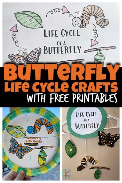 Butterfly Life Cycle First Grade, The Life Cycle Of A Butterfly, Butterfly Life Cycle Kindergarten, Creative Pathways, Plant Life Cycle Worksheet, Kindergarten Science Experiments, Butterfly Life Cycle Activity, Butterfly Life Cycle Craft, Insect Study