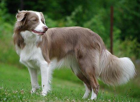 Lilac and white Border Collie Lilac And White Border Collie, Border Collie Photography, Border Collie Lilac, Border Collie Pups, Border Collie Pictures, Border Collie Art, White Border Collie, Border Collie Puppies, Collie Puppies