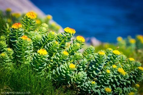 Rhodiola Rosea Benefits, Rhodiola Benefits, Rhodiola Rosea, Hormonal Balance, Adaptogenic Herbs, Natural Supplements, Natural Treatments, Ayurveda, Natural Health