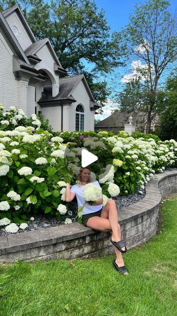 Hydrangea Landscaping, Pink Hydrangeas, White Hydrangeas, Revere Pewter, White Dove, Patiently Waiting, White Hydrangea, Yard Landscaping, Front Yard Landscaping