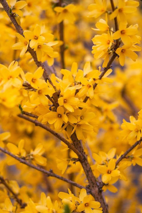 Forsythia is part of Top 10 Common Flowering Bushes Flowering Bushes Full Sun, Tree With Yellow Flowers, Shrubs For Borders, Forsythia Bush, Full Sun Shrubs, Flowering Bushes, Hedging Plants, Summer Trees, White And Blue Flowers