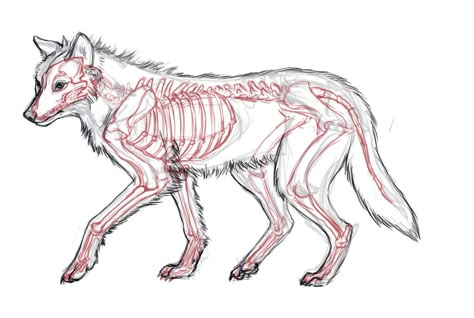 Wolf Anatomy Drawing, Wolf Anatomy, Canine Anatomy, Paw Drawing, Wolf Paw, Wolf Skull, Canine Drawing, Animal Studies, Skeleton Drawings