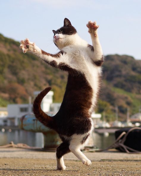 Cats Are Ninjas, And This Japanese Photographer Proves It Jumping Cat, Serval Cats, Cat Anatomy, Cat Reference, Kinds Of Cats, Dancing Cat, Cat Pose, Martial Art, Warrior Cat