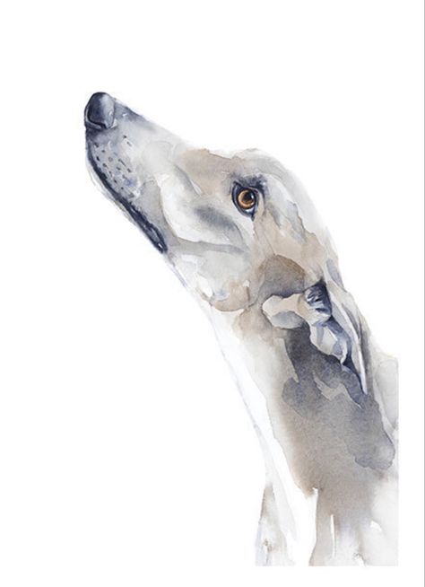 Whippet Watercolour, Greyhound Art Paintings, Watercolour Greyhound, Watercolor Greyhound, Greyhound Watercolor, Greyhound Painting, Portraits Pop Art, Dog Portraits Painting, Greyhound Art