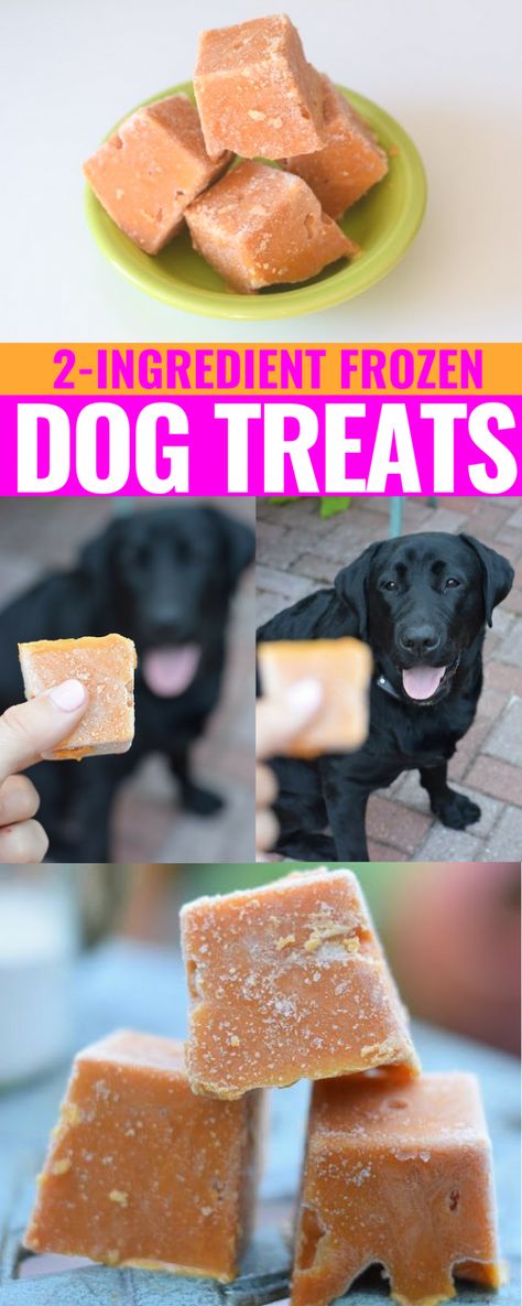 2-Ingredient Frozen Pumpkin + Yogurt Dog Treats - CommuniKait Yogurt Dog Treats, Summer Pets, Dog Ice Cream Recipe, Frosty Paws, Pumpkin Yogurt, Dogs Treats, Easy Dog Treat Recipes, Dog Sayings, Frozen Dog Treats