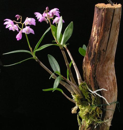 Dendrobium kingianum...mounted - Orchid Board - Most Complete Orchid Forum on the web ! Mounting Orchids, Diy Orchids, Hanging Orchid, Orchid House, Orchid Roots, Orchid Planters, Growing Orchids, Dendrobium Orchids, Orchids Garden