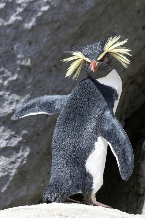 Rockhopper Penguin, Penguin Love, Flightless Bird, Animal Photos, Cute Penguins, 귀여운 동물, Sea Creatures, Beautiful Creatures, Beautiful Birds