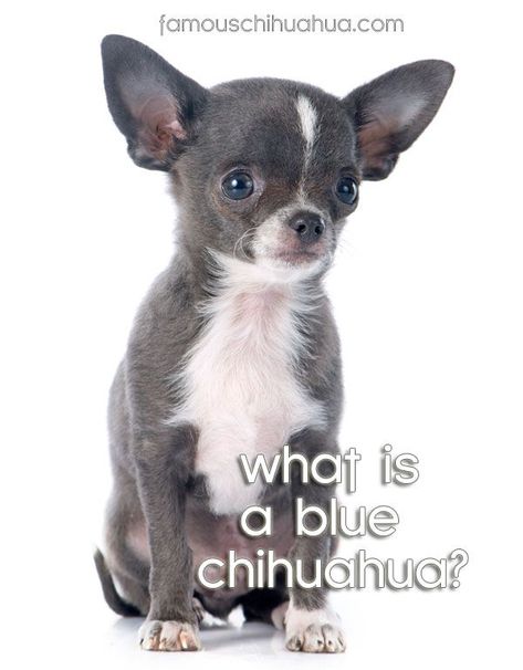 Blue Chihuahua Puppies, Chichuachua Puppies, Blue Merle Chihuahua, Apple Head Chihuahua, Blue Chihuahua, Chihuahua Facts, Chihuahua For Sale, Chihuahua Breeds, Teacup Dog