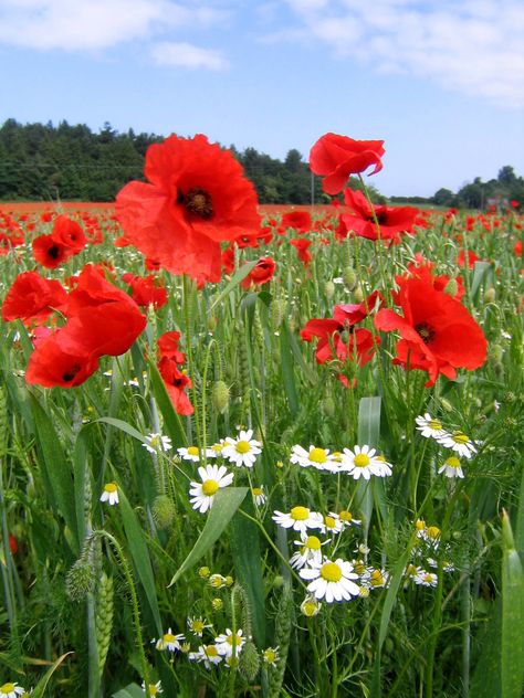 Flanders Poppy, Poppy Drawing, Wild Flower Meadow, Poppies Tattoo, Poppy Fields, Happy Sabbath, Poppy Painting, Poppy Flowers, Poppy Field