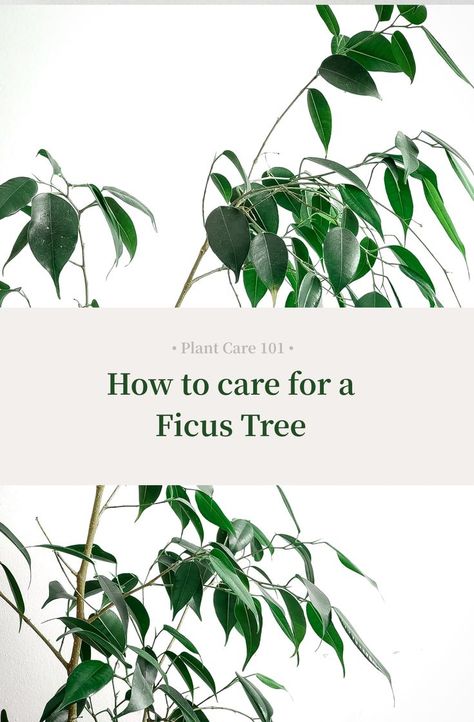 Everything you'll need to keep your Ficus Tree happy and healthy in the longterm. We'll take you through the basics, detailed care instructions, common issues and solutions then finally some FAQs of Ficus Tree care. Fig Tree Indoor, Ficus Tree Care, Weeping Fig Tree, Weeping Fig, Tree Indoor, Ficus Tree, Office Plants, Tree Care, Fig Tree