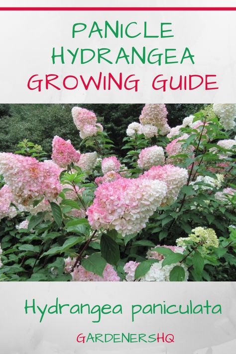 Learn How to Grow Panicle Hydrangea Plants in your Garden Pruning Panicle Hydrangea, Panicle Hydrangea Care, Panicle Hydrangea Landscaping, Pinnacle Hydrangea, Peegee Hydrangeas, Hydrangea Types, Hydrangea Trees, Grow Hydrangea, Hydrangea Plant Care