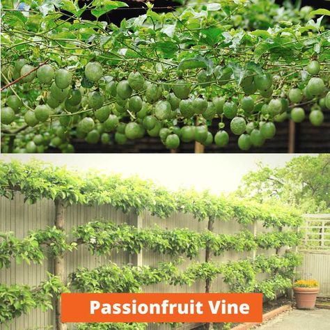 Passionfruit Plant, 7 Senses, Passionfruit Vine, Trumpet Vine, Sensory Garden, Wax Flowers, Parts Of A Plant, Hens And Chicks, Colorful Plants