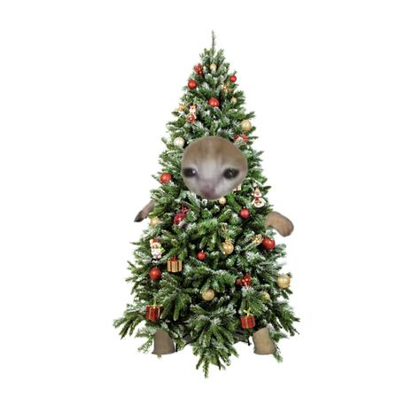 Christmas Pfp's, Christmas Tree Cat, Tree Cat, Cat Costume, Cat Club, Cat Christmas, Christmas Costumes, Cat Costumes, Profile Pic