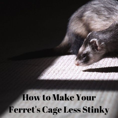 Advice on keeping your ferret's cage from smelling too much. Csk Wallpapers Logo, Csk Wallpapers, Ferret Tips, Ferret Cage Ideas, Ferret Enclosure, Ferret Ideas, Ferret Diy, Ferret Care, Ferrets Care