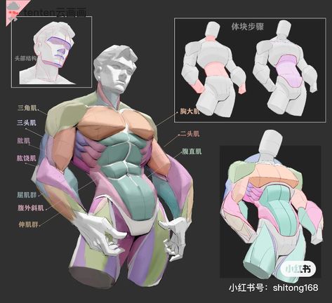 Anatomy Reference Body Types, How To Draw Chest Muscles, Torso Reference Men, Pectoral Reference, Male Anatomy Art Reference, Male Anatomy Muscles, Muscle Shading Reference, Human Muscles Anatomy, Abs Anatomy Drawing