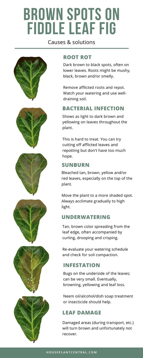 Is your fiddle leaf fig houseplant not looking so hot? Figuring out what's wrong is essential to being able to figure out the issue. Find out the most common fiddle leaf fig problems. #houseplants #plants #indoorgarden Common Indoor Plants, Fiddle Leaf Tree Pot Ideas, Houseplant Pots Ideas, Fiddle Fig Tree Indoor, Repotting Fiddle Leaf Fig Tree, Indoor Plants Care Tips, Fiddle Leaf Tree Care, Fiddle Leaf Fig Tree Indoor, Fig Tree Care