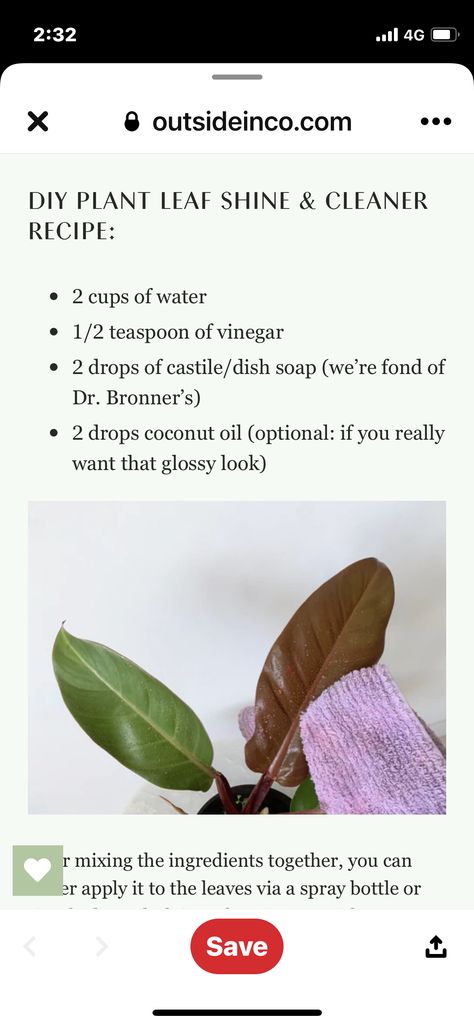 Diy House Plant Leaf Cleaner, Plant Cleaner Diy, Diy Plant Leaf Shine Spray, Leaf Cleaner Diy, Diy Leaf Shine Spray, Plant Leaf Cleaner Diy, How To Clean Plant Leaves, Clean Plant Leaves, Diy Terrariums