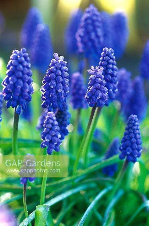 Muscari armeniacum - Grape Hyacinth Wild Lawn, Muscari Armeniacum, Grape Hyacinth, Gravel Garden, Plant Photography, Shade Plants, Plant Species, Courtyard Garden, Garden Spaces