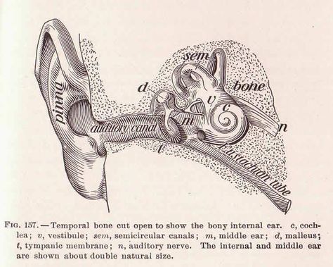 Image shows a diagram of an ear. Ear Anatomy Drawing, Ear Wax Buildup, Ear Anatomy, Ear Ache, Good Listener, Hearing Loss, Anatomy Drawing, Neurology, Neuroscience