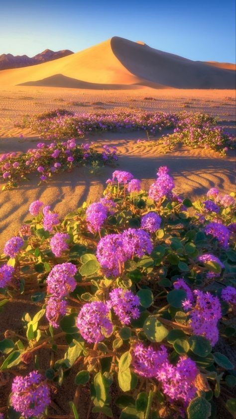 #desert #flowers #flowergardening #cute #pink #purple #sun #sunshine #wall #wallpapers Desert Climate, Desert Flowers, Biome, In The Desert, Sand Dunes, Best Photographers, Flower Field, The Desert, Amazing Nature