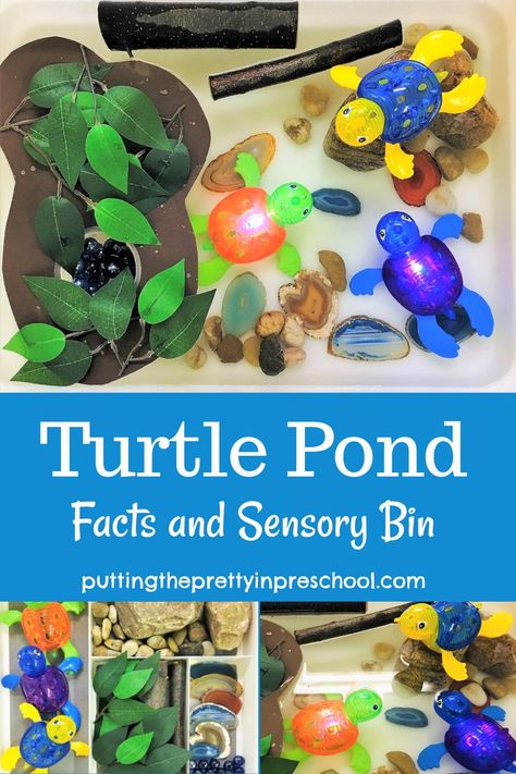 Easy to sert up, nature-based tutle pond sensory bin. Pond Sensory Bin, Pond Sensory, Turtle Activities, Turtle Facts, Turtle Pond, Easy Activities, Creepy Crawlies, Sensory Bin, Water Play