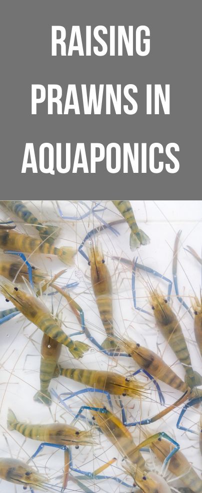 Prawn Farming At Home, Custom Greenhouse, Aquaculture Aquaponics, Hydroponic Gardening System, Shrimp Farming, Aquaponics Greenhouse, Backyard Aquaponics, Tilapia Fish, Aquaponics Fish