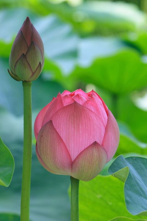 budding lotus | por Apricot Cafe Lotus Flower Meaning, Lily Lotus, Flower Meanings, Lotus Blossom, Pink Lotus, Lotus Flowers, Deco Floral, Water Lilies, Beautiful Blooms