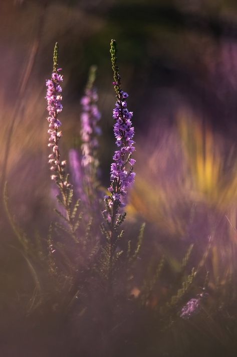 Lens Perspectives — Where the heather blooms …| Vyacheslav Mishchenko Heather Flower Aesthetic, Heather Wallpaper, Heathers Wallpaper, Different Types Of Aesthetics, Scottish Cottages, Heather Flower, Scottish Heather, Types Of Aesthetics, Photo Awards