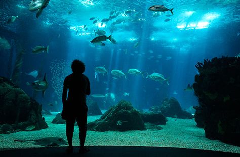 How to Visit Lisbon with Kids Lisbon Oceanarium, Public Aquarium, Pretty Beach, Family Friendly Activities, Europe Summer, Beautiful Castles, Portugal Travel, Spain And Portugal, Places Of Interest