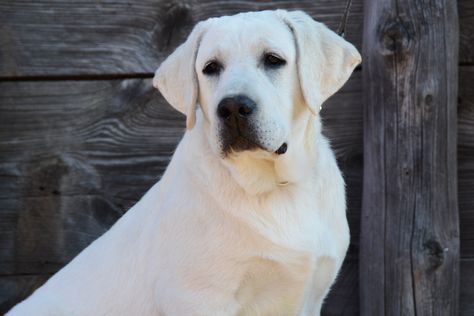 Moon Creek Labradors | AKC White English Labs | Idaho Lab Breeder English Labrador Retriever, English Lab Puppies, Lab Pups, Labrador Yellow, English Labrador, English Lab, White Labrador, White Lab, Labrador Retrievers